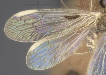 Media type: image;   Entomology 11934 Aspect: front wing